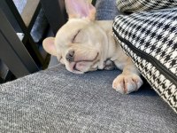 Irk Garantili French Bulldog