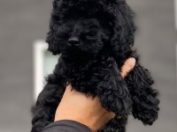 Safkan siyah poodle dişi bebek