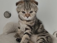 Scottish fold yavruları