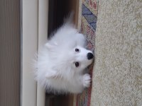 Pomeranian Tilki Surat