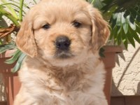 Golden Retriever Safkan Yavru