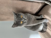 British shorthair kedimizi ücretsiz sahiplendirme