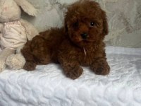Kore toy poodşe yavrular