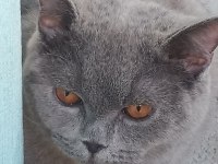 British shorthair güzel ve uysal kedimiz