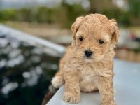 ÜST KALİTE MALTİPOO BEBEKLERİMİZ SAĞLIK GARANTİLİ