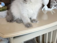 British longhair erkek kardeşler