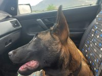 Türünün tek örneği malinois özel bir ırktır