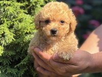 BİBLO MALTİPOO ERKEK