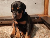 Safkan ev ortamı İstanbul'da Doberman