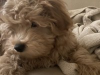 Maltipoo yavrumuz