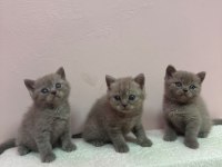 KOCA KAFA BRİTİSH YAVRULARIMIZ AA KALITE SAFKANDIR