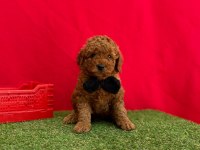 Sevimli Toy Poodle Yavrularımız