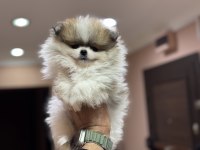 Petmode köpek çiftliğinden teddy pomeranian boo