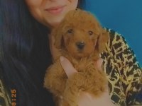 Toy Poodle Yavruları
