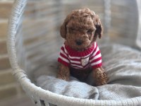 Sevimli Toypoodle Yavrularımız