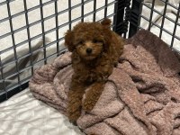 KORE KAN POODLE YAVRULARIMIZ