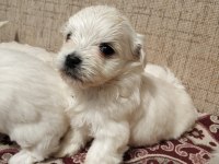Bebeks Maltipoo