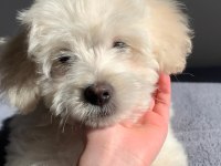 Maltese (terrier) 3 aylık