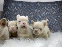 Renkli Gözlü Ev Ortamında Bakılan French Bulldog Yavrularım