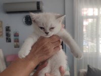 Scottish fold yavrular