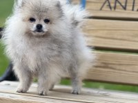 Teacup pomeranian boo