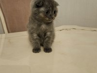 Sahibinden scottish fold