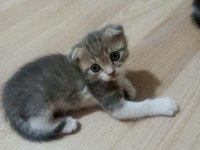 Scottish fold yavrularımız