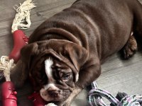 En iyi egzotik ingiliz bulldog yavrularımız
