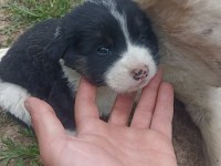 Safkan çoban köpeği