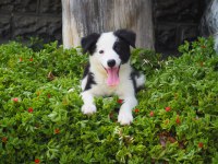 Border Collie Yavru Köpeklerimiz