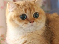 British Shorthair Dişi ve Aktif Erkek