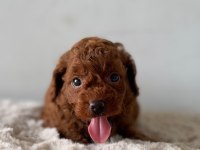 Ziyarete Açık Erkek Dişi Poodle Bebekler