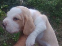 Sevimli safkan beagle yavrular