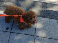 Toy Poodle Orjinal
