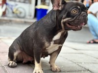 Coco tan dişi french bulldog