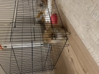 Orjinal 3 aylık dişi pomeranian boo