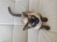 13 aylık erkek siyam kedisi çiftleşmeye hazır