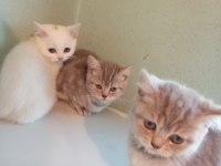 Yavru sahiplendirme british shorthair