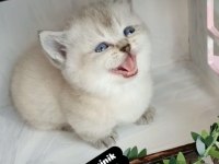 Munchkin cüce kedi Ankara dişi ve erkek mevcuttur
