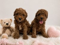 Anne Altından Orjinal Toy Poodle Bebekler