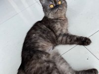 İran kedimiz sahiplendiriyoruz