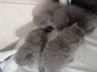 Scottish fold yavru Antalya