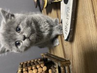 60 günlük british shorthair yavrular