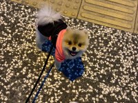 Black Scin Çok tatlı pomeranian yavrumuz verilecektir