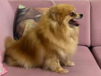 Pomeranian Dişi Yavru