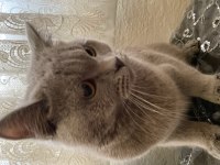 7 aylık british shorthair