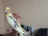Zincir desen sultan papağanı