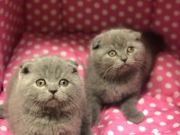 SCOTTISH FOLD AYI SURAT YAVRULARIM 