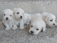 MALTESE TERRIER YAVRULARI