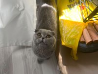Kül kedisi prenses scottish fold